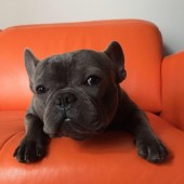Blue Bulldog