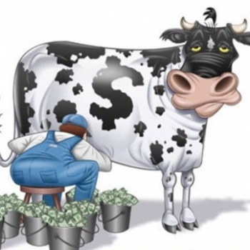 Cash Cow