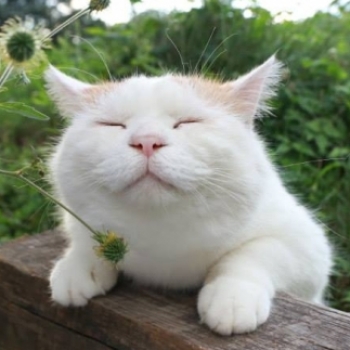 Zen Cat