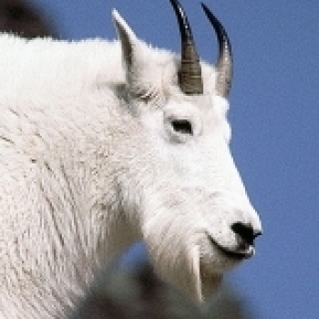 Friendly Goat