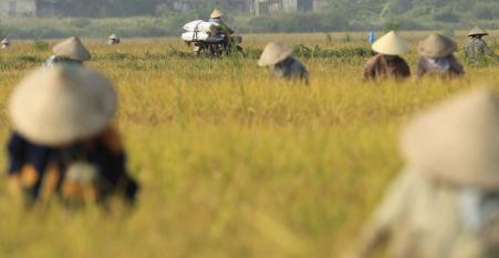 © Reuters. Farmers harvest rice at a paddy field in Dong Tri village, outside Hanoi October 8, 2014. Rats, long a menance to the nation's robust rice farms, eat up to 20 percent of the annual grain crop, according to some farmers.