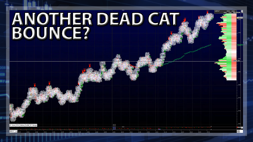 Another Dead Cat Bounce