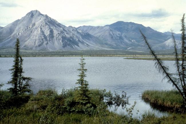 © Bloomberg. ARCTIC NATIONAL REFUGE, ALASKA - UNDATED: (FILE PHOTO) This undated photo shows the Arctic National Wildlife Refuge in Alaska. The U.S. Senate voted not to allow drilling for oil in the refuge March 19, 2003 by a 52-to-48 vote. (Photo by US Fish and Wildlife Service/Getty Images)