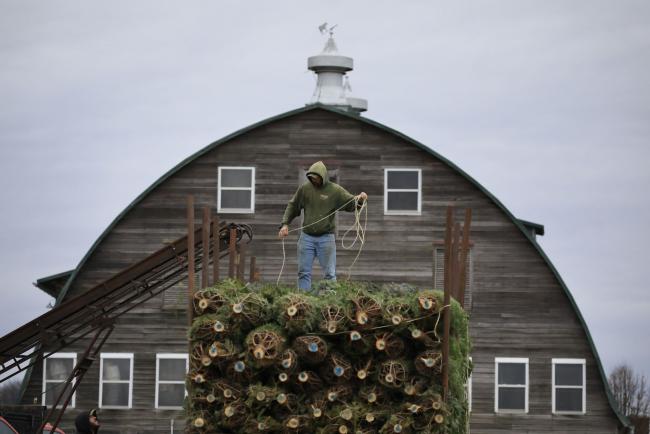 © Bloomberg. Americans bought 26.2 million live trees last year to the tune of about $2 billion.