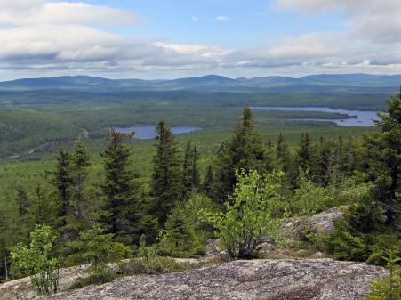 © Reuters/Ernest Scheyder. Timber giant Weyerhaeuser Co on Sunday announced that it would purchase Plum Creek Timber Co. Inc. in a deal that would create a  billion timber, land and forest products company. Pictured: Timberland owned by Plum Creek Timber Co, the largest private U.S. landowner, is seen near Jackman, Maine, May 25, 2012.