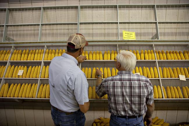 © Bloomberg. Judges look over ears of corn entered in the commercial hybrid category of the Future Farmers of America (FFA) agriculture competition during the Iowa State Fair in Des Moines, Iowa, U.S., on Thursday, Aug. 8, 2019. After speaking at the Des Moines Register soapbox at the Iowa State Fair on Thursday afternoon, former vice president Joe Biden didn't explicitly call Trump a white supremacist, but said he tries to curry favor with them. Photographer: Daniel Acker/Bloomberg