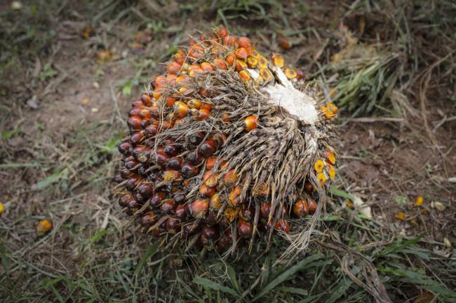 © Bloomberg. A harvested palm oil fruit bunch sits on the ground at the IOI Corp. Gomali palm oil estate in Gemas, Johor, Malaysia, on Wednesday, June 10, 2020. Palm oil stockpiles in Malaysia posted a surprise drop as of end-May as production in the world's second-largest grower eased for the first time in four months. Photographer: Joshua Paul/Bloomberg