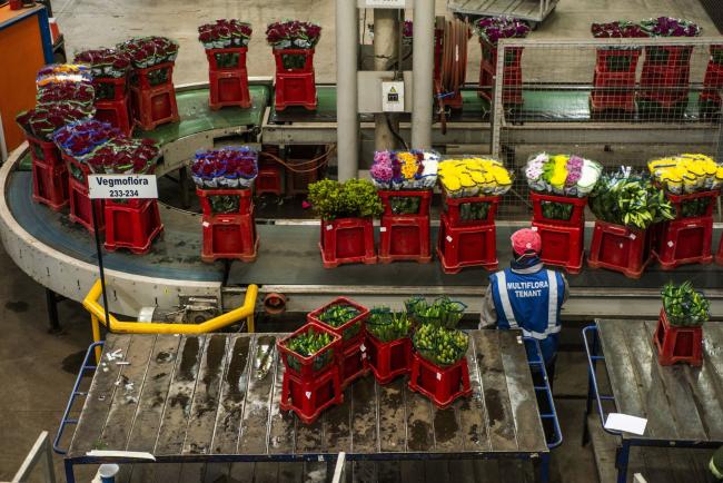 © Bloomberg. A worker monitors flowers in crates as they move along a conveyor belt in the warehouse at the Multiflora (PTY) Ltd. Flower Market in Johannesburg, South Africa, on Tuesday, Aug. 25, 2020. South Africa's coronavirus epidemic is on a downward curve, with new infections, hospital admissions and the positivity rate all showing declines. Photographer: Waldo Swiegers/Bloomberg