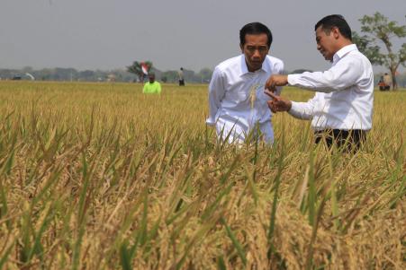 © Reuters/Antara. Indonesian President Joko Widodo and Minister of Agriculture Amran Sulaiman inspect rice yields in Central Java on Oct. 3, 2015. Crop insurance is part of Widodo's third round of economic stimulus measures.