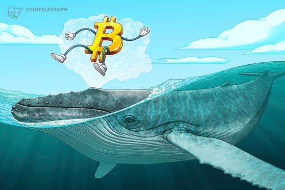 The number of Bitcoin whales hit an all-time high during the latest bull run