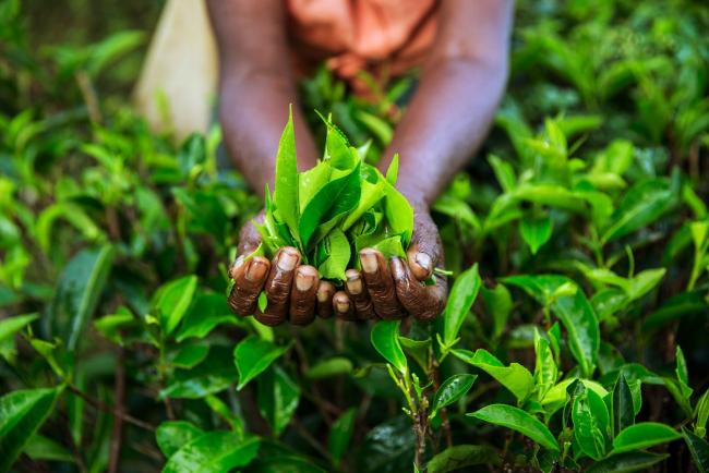 © Bloomberg. A worker holds a handful of freshly picked tea leaves for a photograph at the Geragama Tea Estate, operated by Pussellawa Plantations Ltd., in Pilimathalawa, Central, Sri Lanka, on Wednesday, April 19, 2017. Sri Lanka's gross domestic product expanded less than estimated in the last quarter as the island faced its worst drought in decades and tighter monetary policy hurt consumer demand.� Photographer: Taylor Weidman/Bloomberg