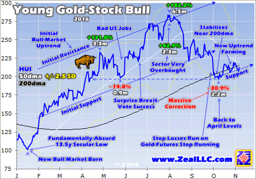 Young Gold-Stock Bull 2016