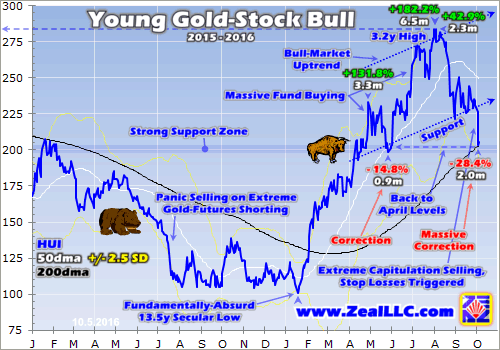Young Gold-Stock Bull 2015-2016