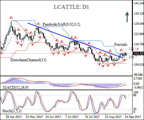 Cattle Daily Chart