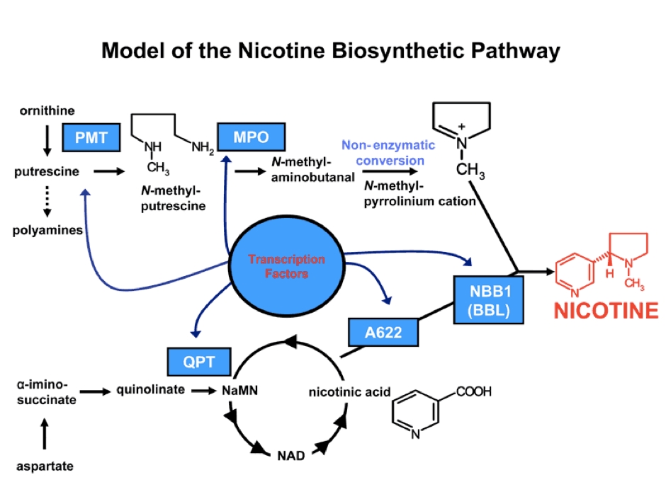 Nicotine Biosynthesis