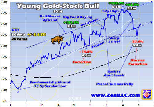 Young Gold Stock Bull