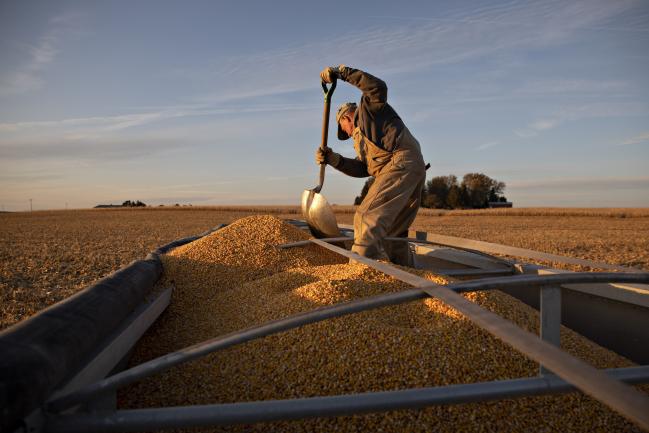 &copy Bloomberg. A farmer uses a shovel to move corn inside a semi trailer during a harvest in Buda, Illinois, U.S., on Tuesday, Nov. 5, 2019. Wheat and corn futures were declining as lackluster U.S. export sales underscored concerns about abundant global grain supplies. Photographer: Daniel Acker/Bloomberg