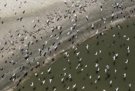 © Reuters /Sean Gardner. Flocks of shoreline birds inhabit Raccoon Island, one of several barrier islands threatened by coastal erosion and oil exploration, southwest of Houma, Louisiana April 20, 2011. When BP's Deepwater Horizon oil rig exploded and sank in the Gulf of Mexico last April, killing 11 workers, authorities first reported that no crude was leaking into the ocean. They were wrong. One year on, oil from the largest spill in U.S. history clogs wetlands, pollutes the ocean and endangers wildlife, not to mention the toll it has inflicted on the coastal economies of Florida, Mississippi, Alabama and especially Louisiana.
