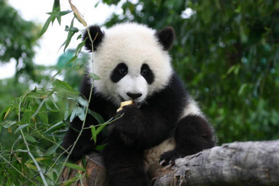 Pando Coin debuts on leading U.S. crypto exchange, Bittrex