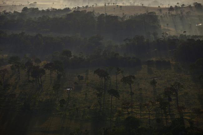 © Bloomberg. Protected by law, several Brazil nut trees are left behind after controlled deforestation in a portion of the Amazon jungle that sits along BR 364, between the cities of Rio Branco and Senador Guiomard, Brazil. Bloomberg